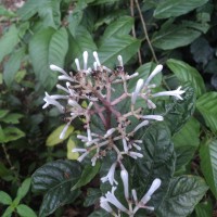 <i>Chassalia curviflora</i>  (Wall.) Thwaites